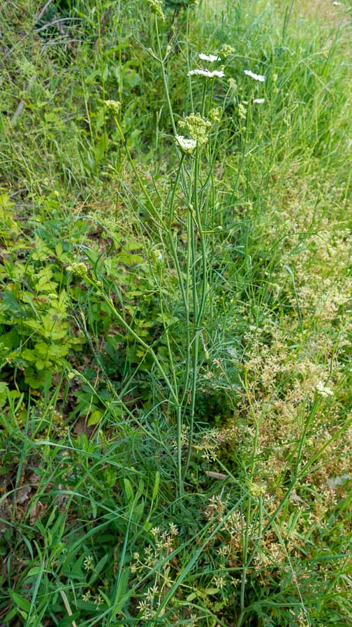 Oenanthe pimpinelloides / Finocchio acquatico comune